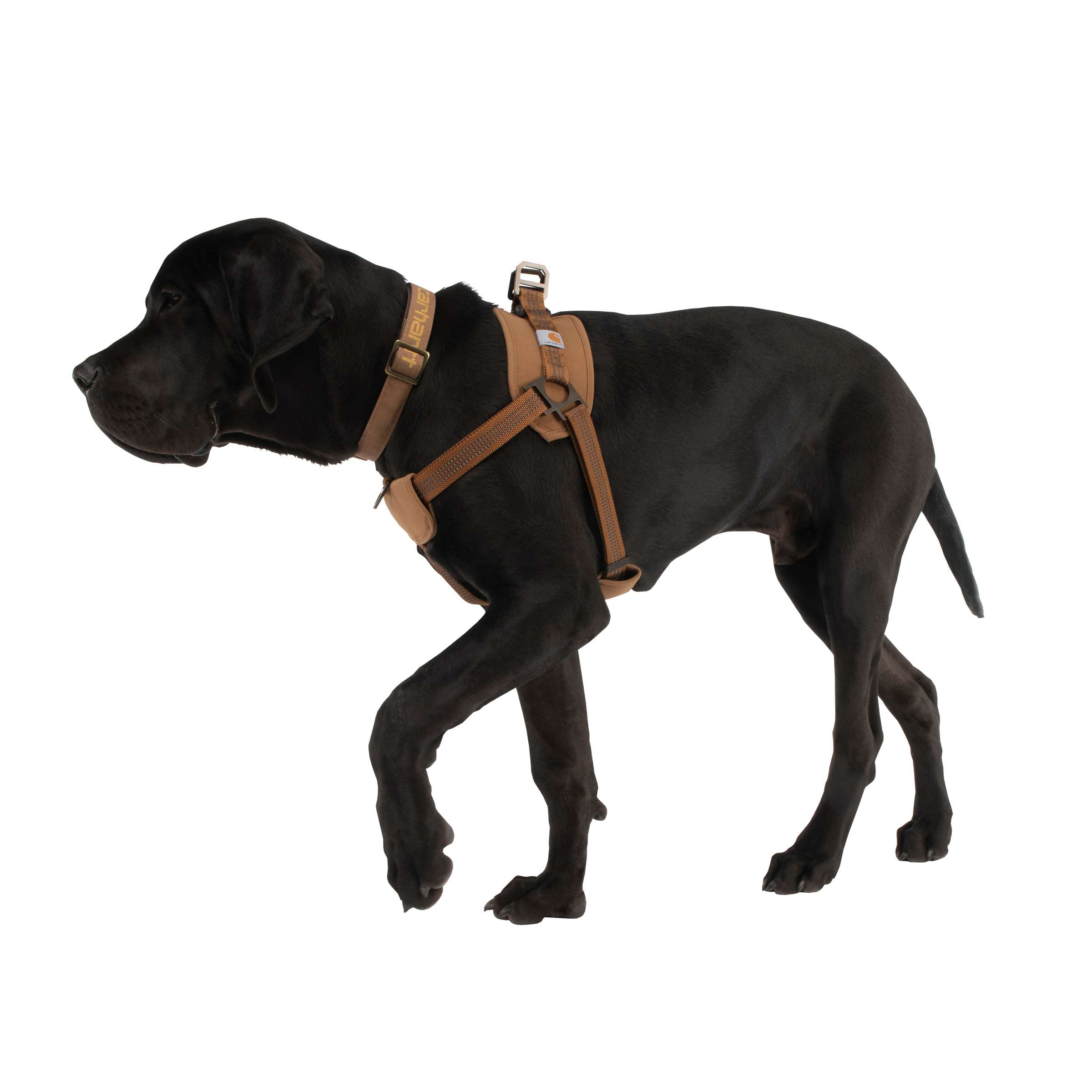 Training Dog Harness