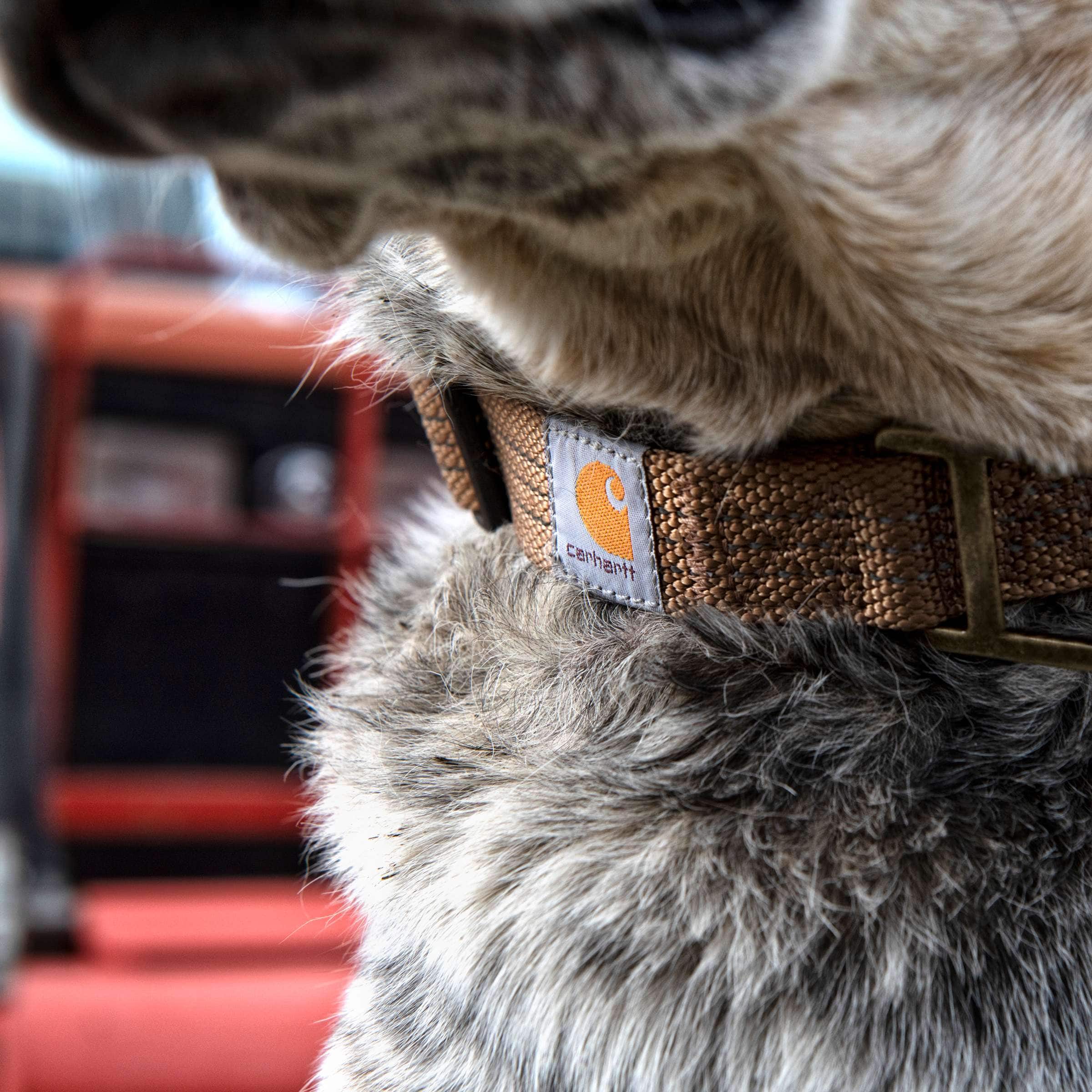 Dog Collar