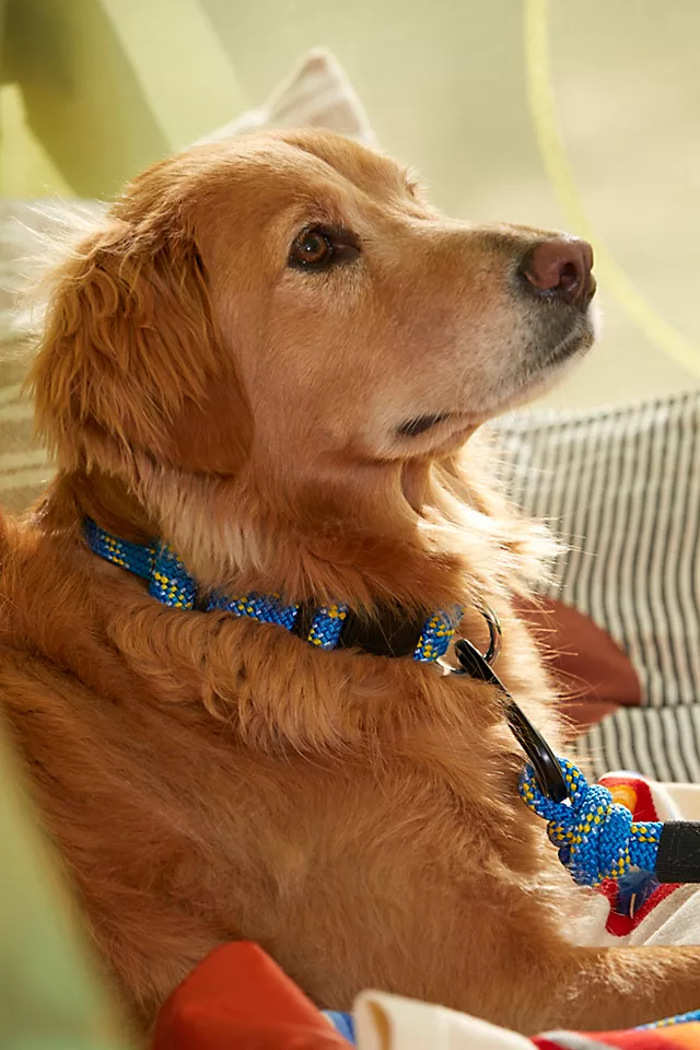 Wilderdog Collar Mariner