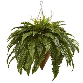 Giant Boston Fern with Cone Hanging Basket - 40"D x 40"W x 26"H