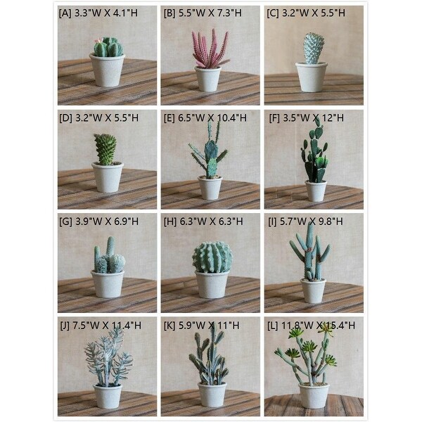 RusticReach Cactus Bonsai Potted Plant