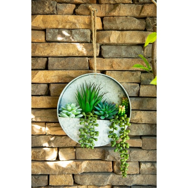 Succulent in 8" Hanging Galvanised Tin Wall Planter - ONE-SIZE