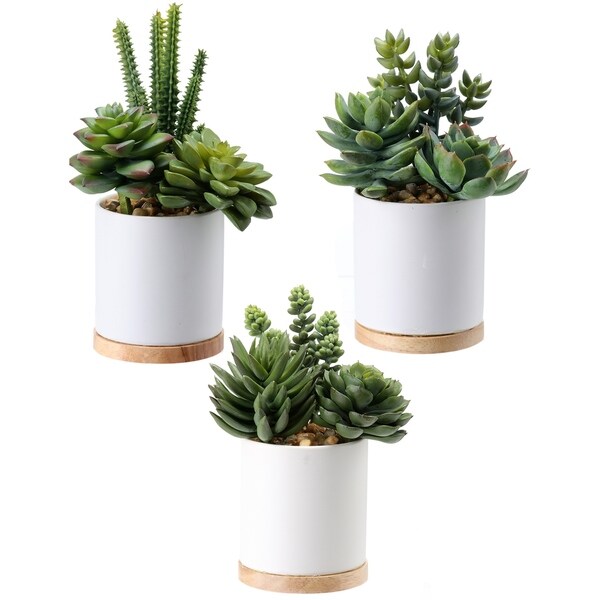 Potted Mix Succulent 7-8" 3 Piece Set