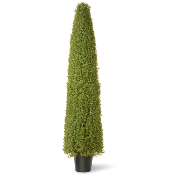 72-inch Boxwood Tree with Green Pot