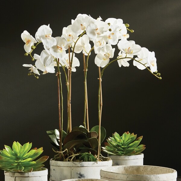 Phalaenopsis Orchid Bowl Drop-In 25" - White
