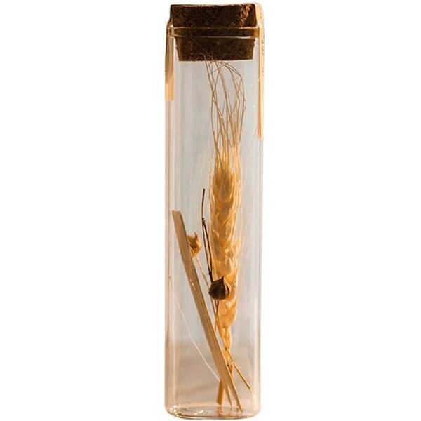 RusticReach Natural Dried Flower in Glass Tube Randomly Picked Set of 5
