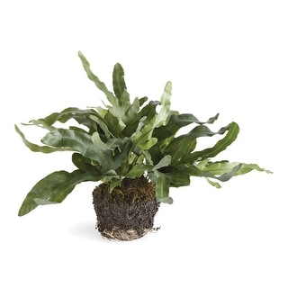 Echeveria Fern Drop-In 11.5" - Green