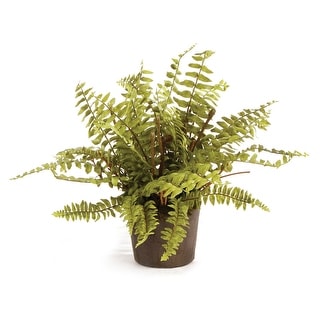 Boston Fern Drop-In 12" - Green