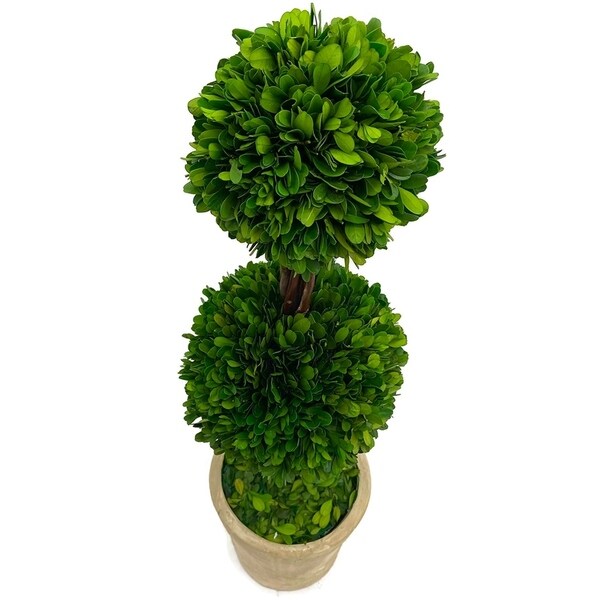 Modern Home Real Preserved Boxwood Double Ball Topiary - 28