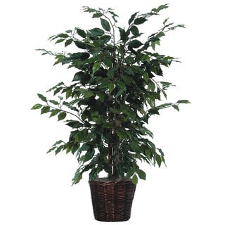 4' Green Ficus Bush