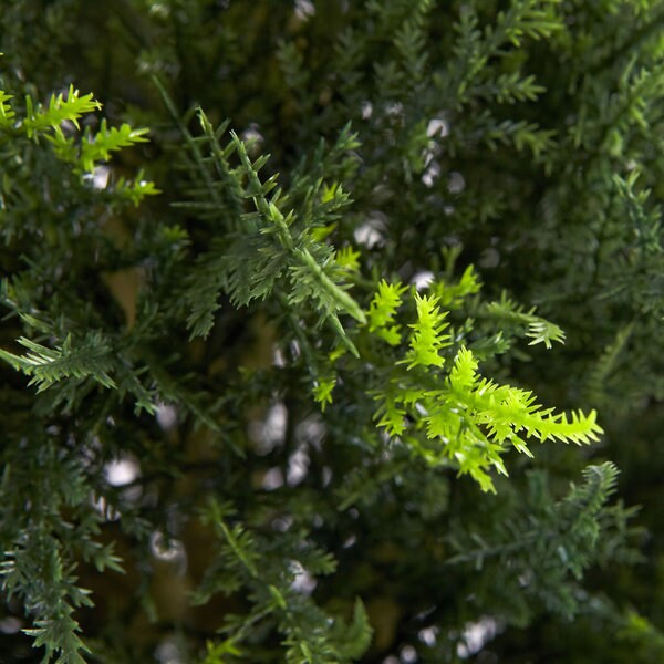 4-foot Double Ball Cypress Topiary - Green