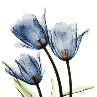 Laural Home X-Ray Tulip 71 x 72-inch Shower Curtain