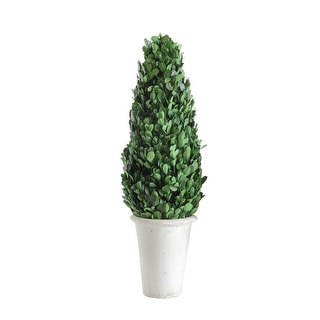 17" Preserved Boxwood Cone Topiary in Clay Pot