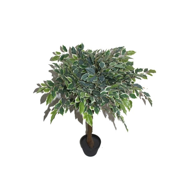 36" White Banyan Tree