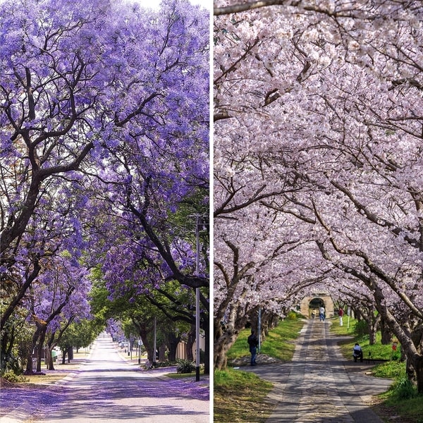 Handmade 6' Double Sided Lavender Road Canvas Room Divider