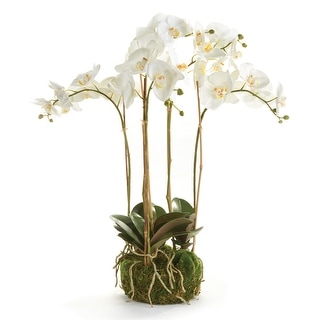 Phalaenopsis Orchid Bowl Drop-In 25" - White