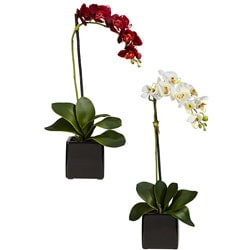 Phaleanopsis Orchid with Black Vase (Set of 2)
