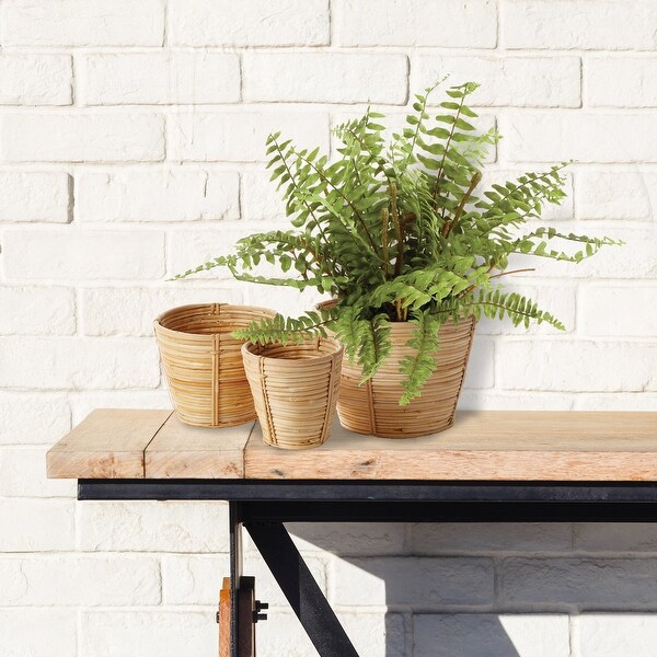 Boston Fern Drop-In 12" - Green