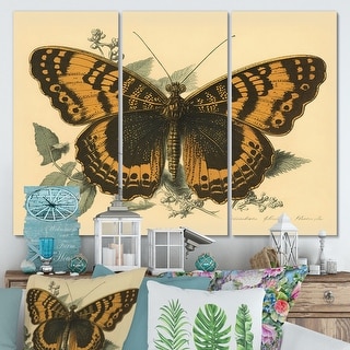Designart "Vintage Illustration Of Butterfly I" Animals Butterfly Canvas Wall Art Print