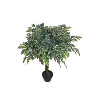 36" White Banyan Tree