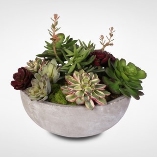 Artificial Succulent Variety in a Modern Cement Round Bowl