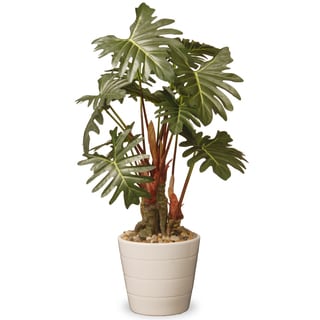21-inch Philodendron Plant in Green Ceramic Pot