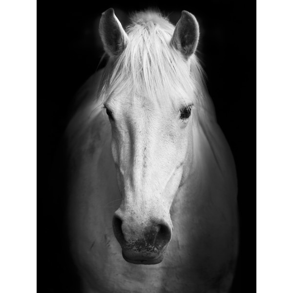 White Horse Face Photography Canvas Art