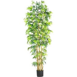 Bambusa 7-foot Tree - Green