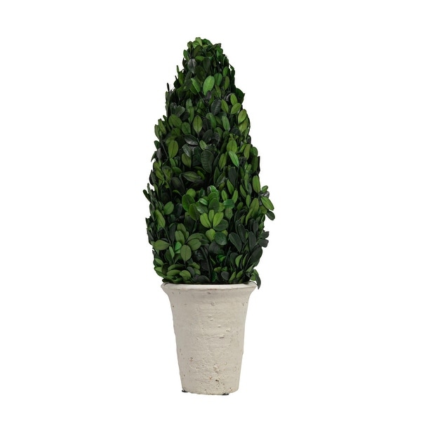 17" Preserved Boxwood Cone Topiary in Clay Pot