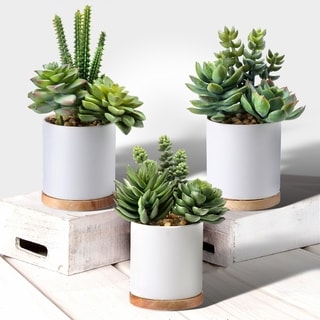 Potted Mix Succulent 7-8" 3 Piece Set