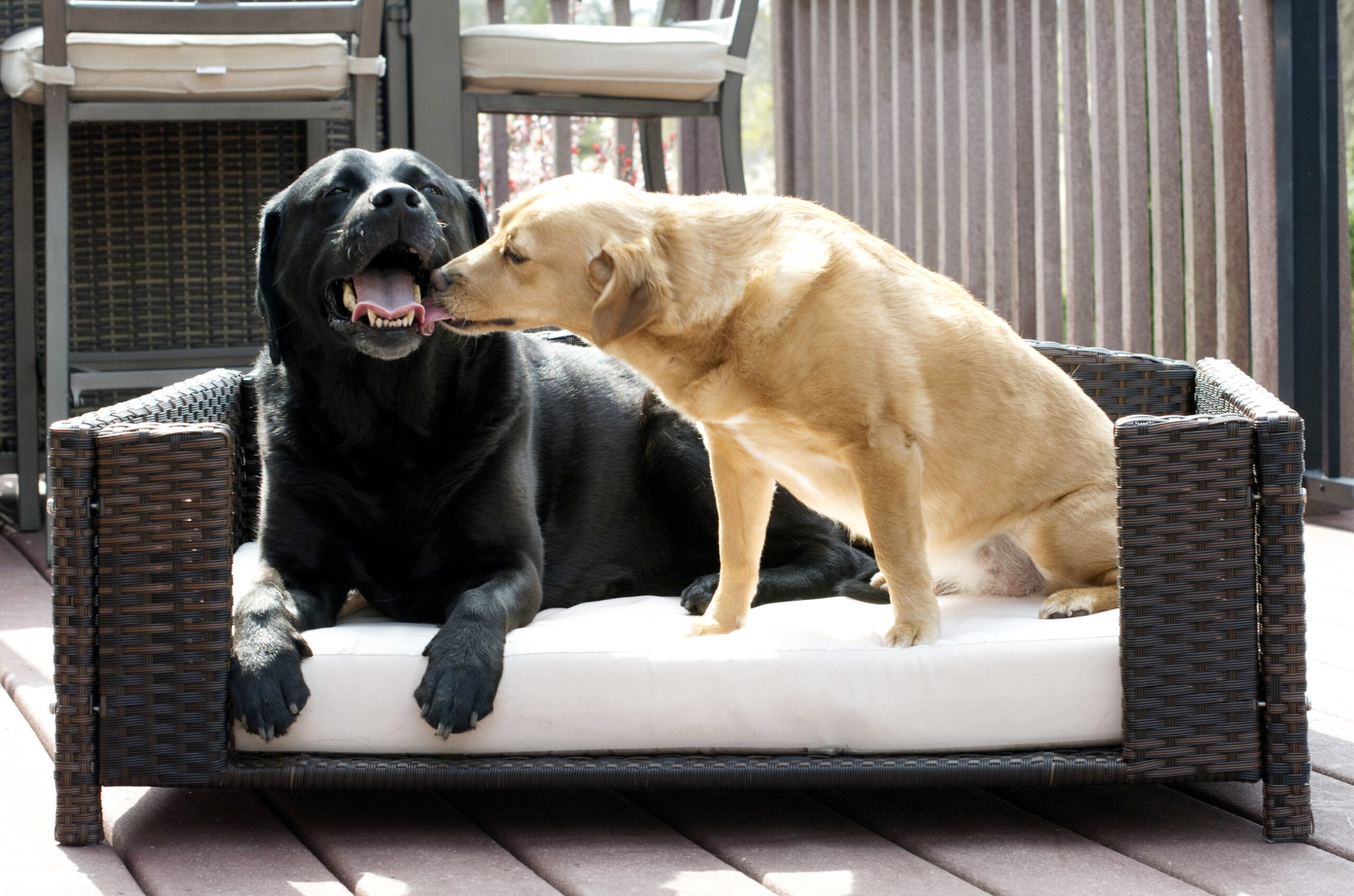 Cristobal Rattan Rectangular Dog Sofa - Small