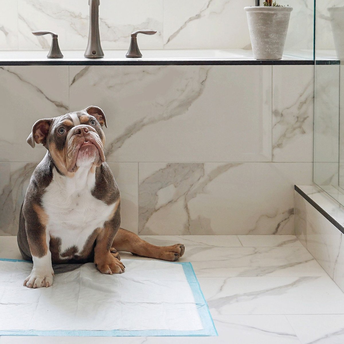 Wee-Wee Absorbent Dog Pee Pads. 22 x 23-in. Unscented. 150 Ct