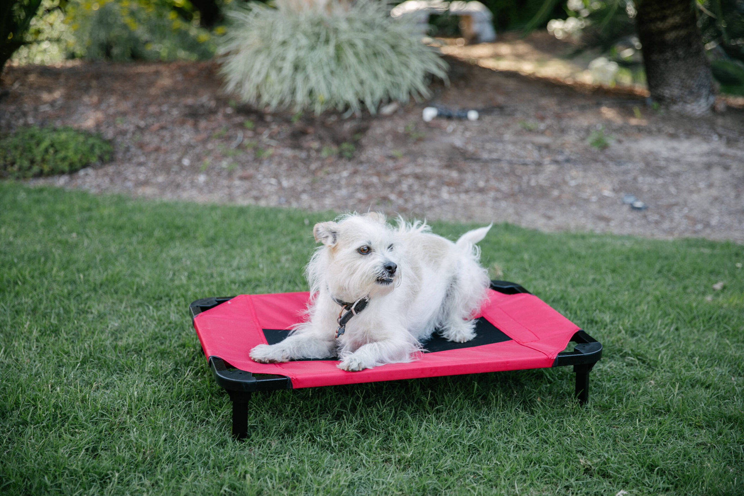 Lucky Dog Rectangular Red Polyester Orthopedic Dog Bed (Small)