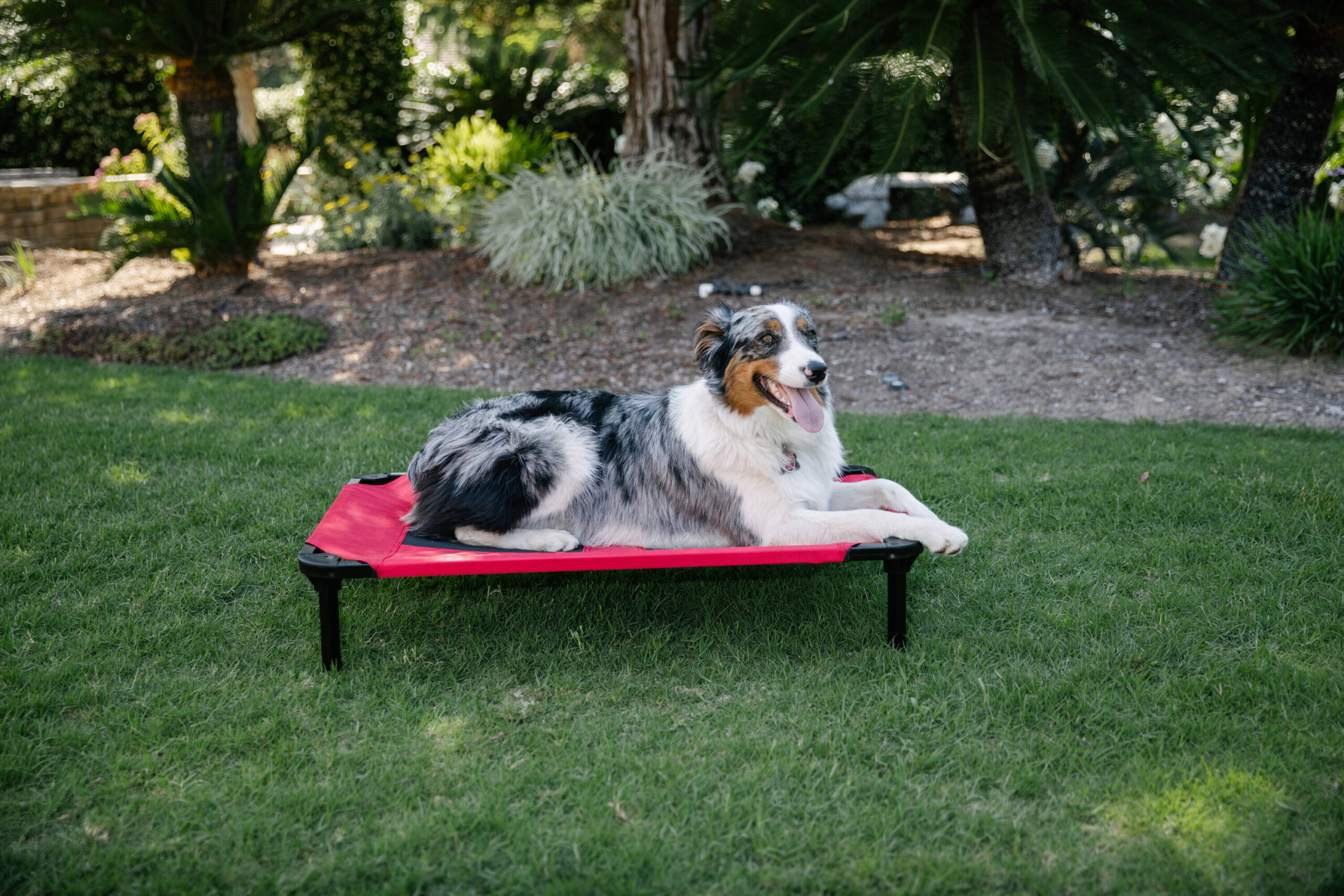 Lucky Dog Rectangular Red Polyester Orthopedic Dog Bed (Medium)