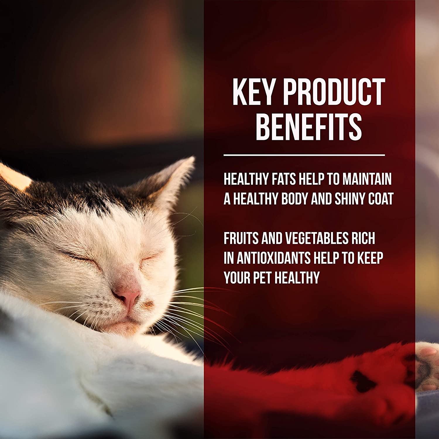 Fussie Cat Market Fresh Chicken & Turkey Recipe Grain-Free Dry Cat Food 10 Pound (Pack of 1)