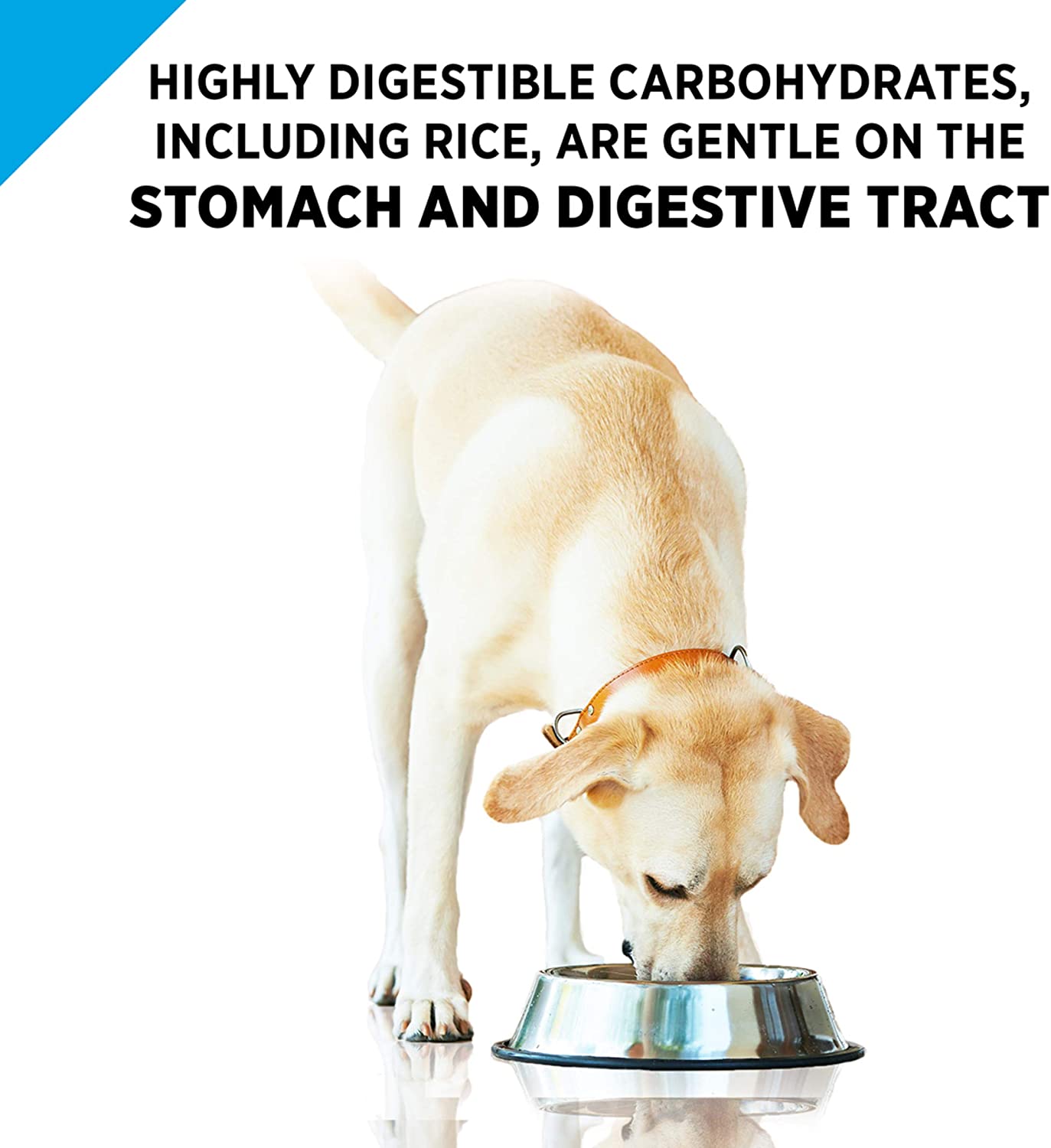 Purina Pro Plan Sensitive Stomach Pate Wet Dog Food. Salmon & Rice Entree - 13 oz. Cans (Pack of 12)