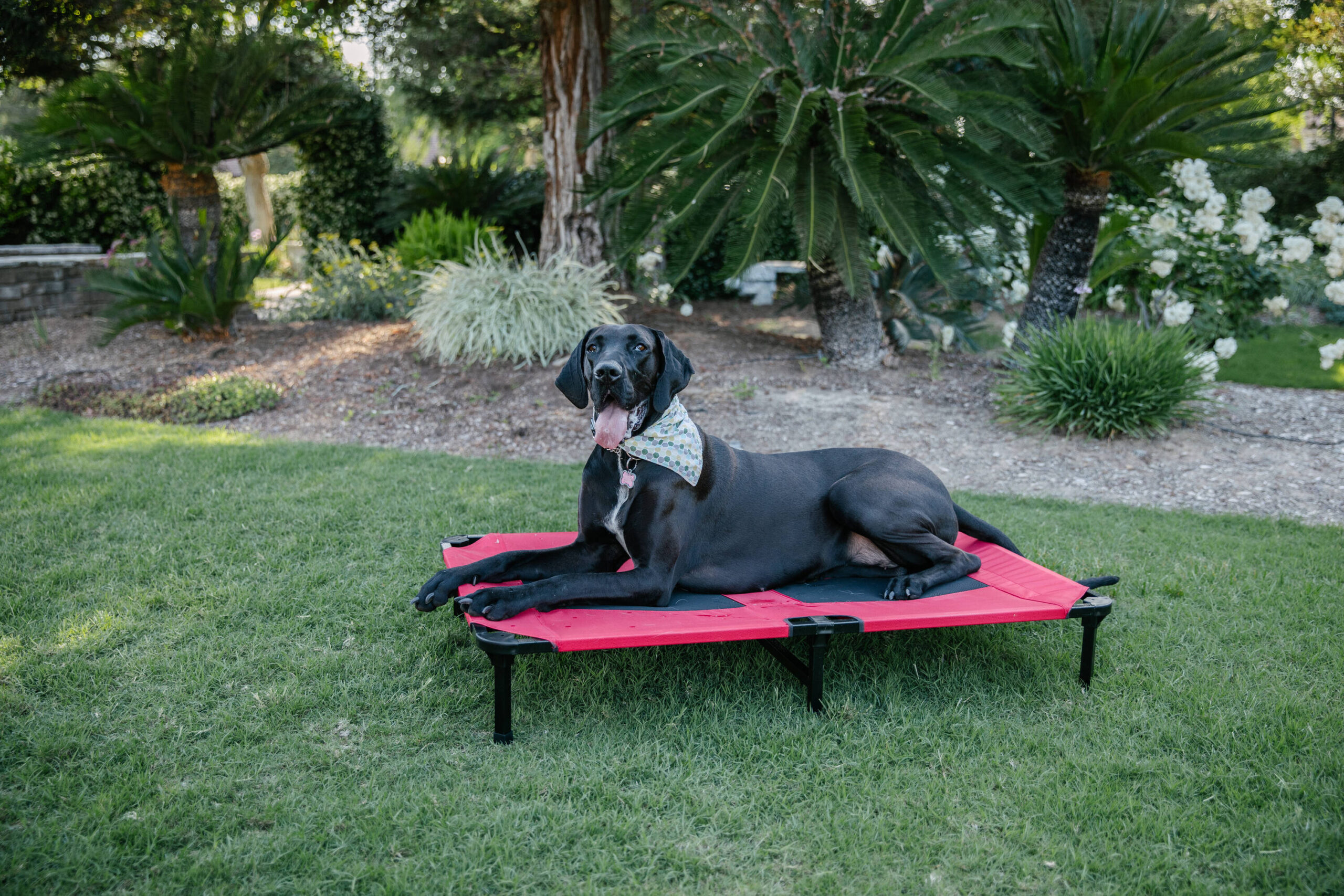 Lucky Dog Rectangular Red Polyester Orthopedic Dog Bed (Extra Large)