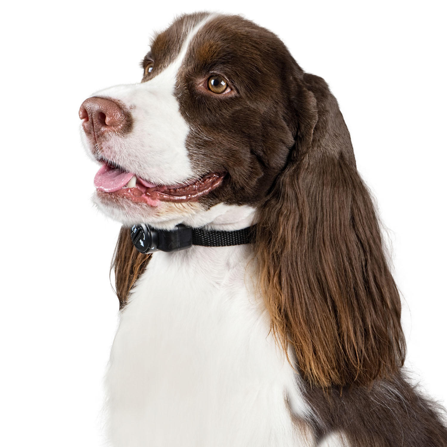 Premier Pet Inground Fence System (up to 1/3 acre)