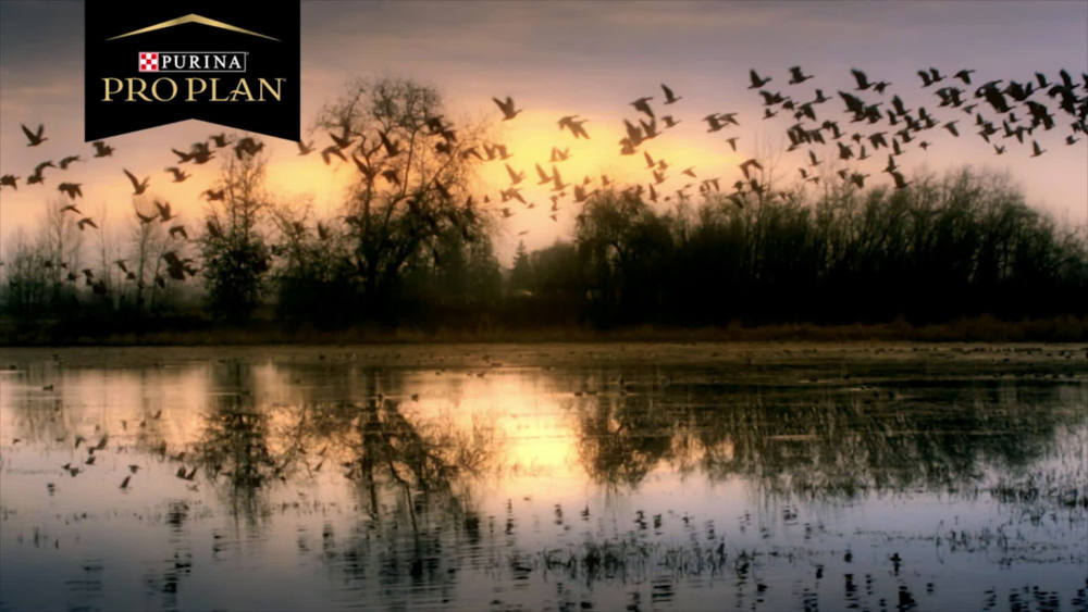 Purina Pro Plan Lamb and Rice Dry Dog Food for All Ages. 37.5 lb Bag