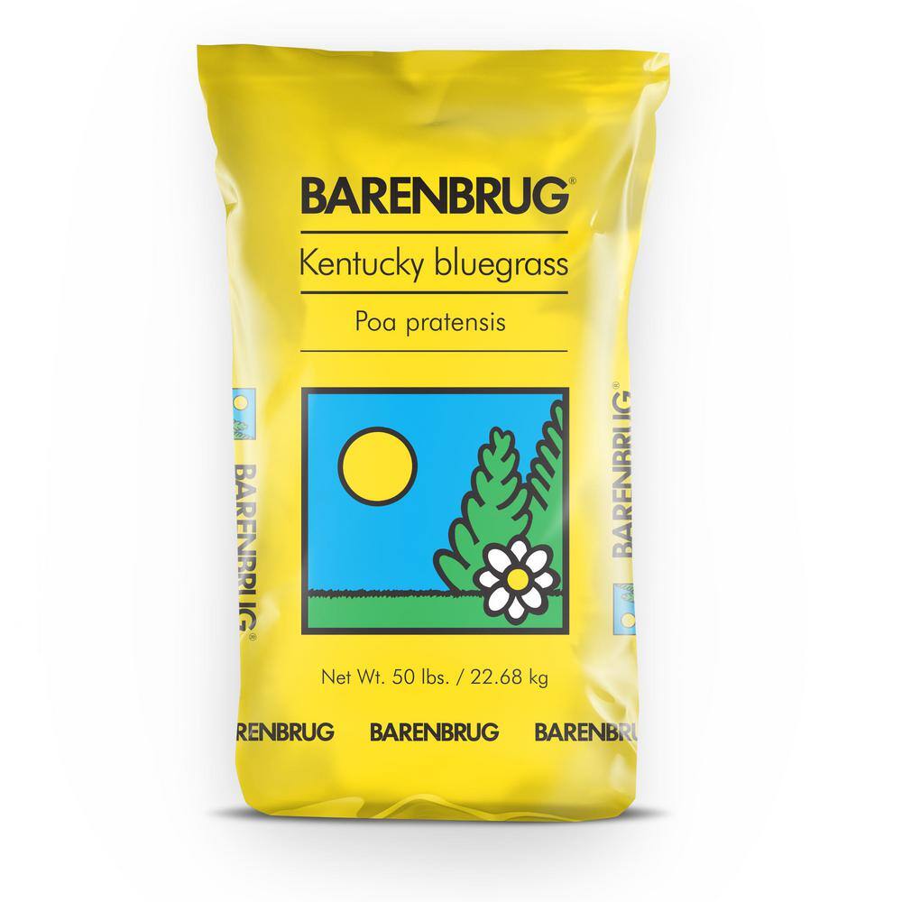 Barenbrug 25076 50 lb. Barrister Kentucky Bluegrass Seed