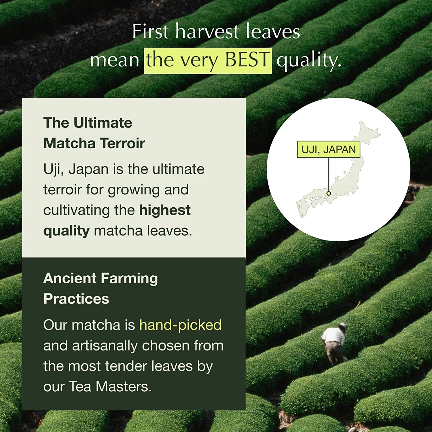 Encha Ceremonial Grade Matcha Green Tea - First Harvest Organic Japanese Matcha Green Tea Powder. From Uji. Japan (60g/2.12oz)
