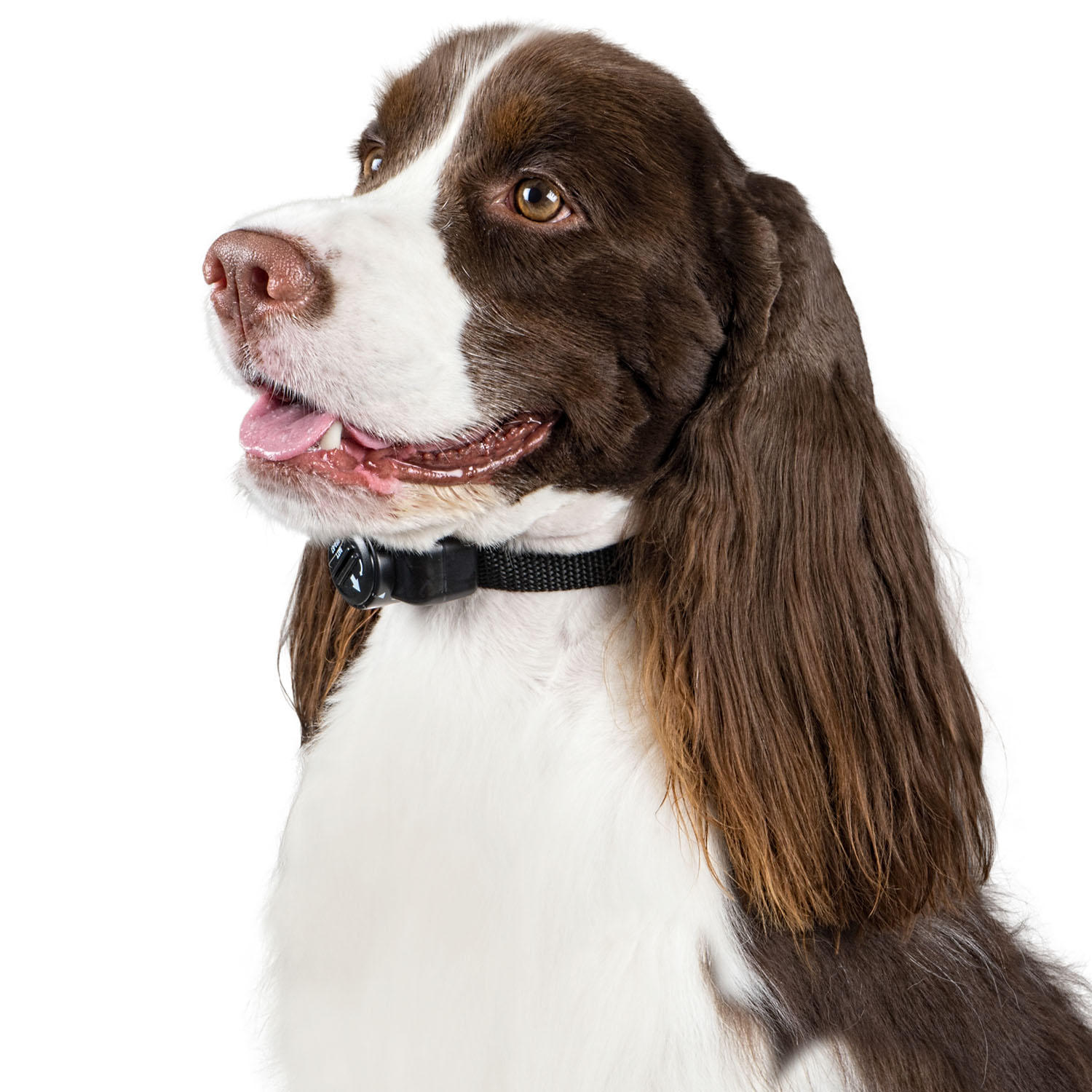 Premier Pet Inground Add-a-Dog Collar