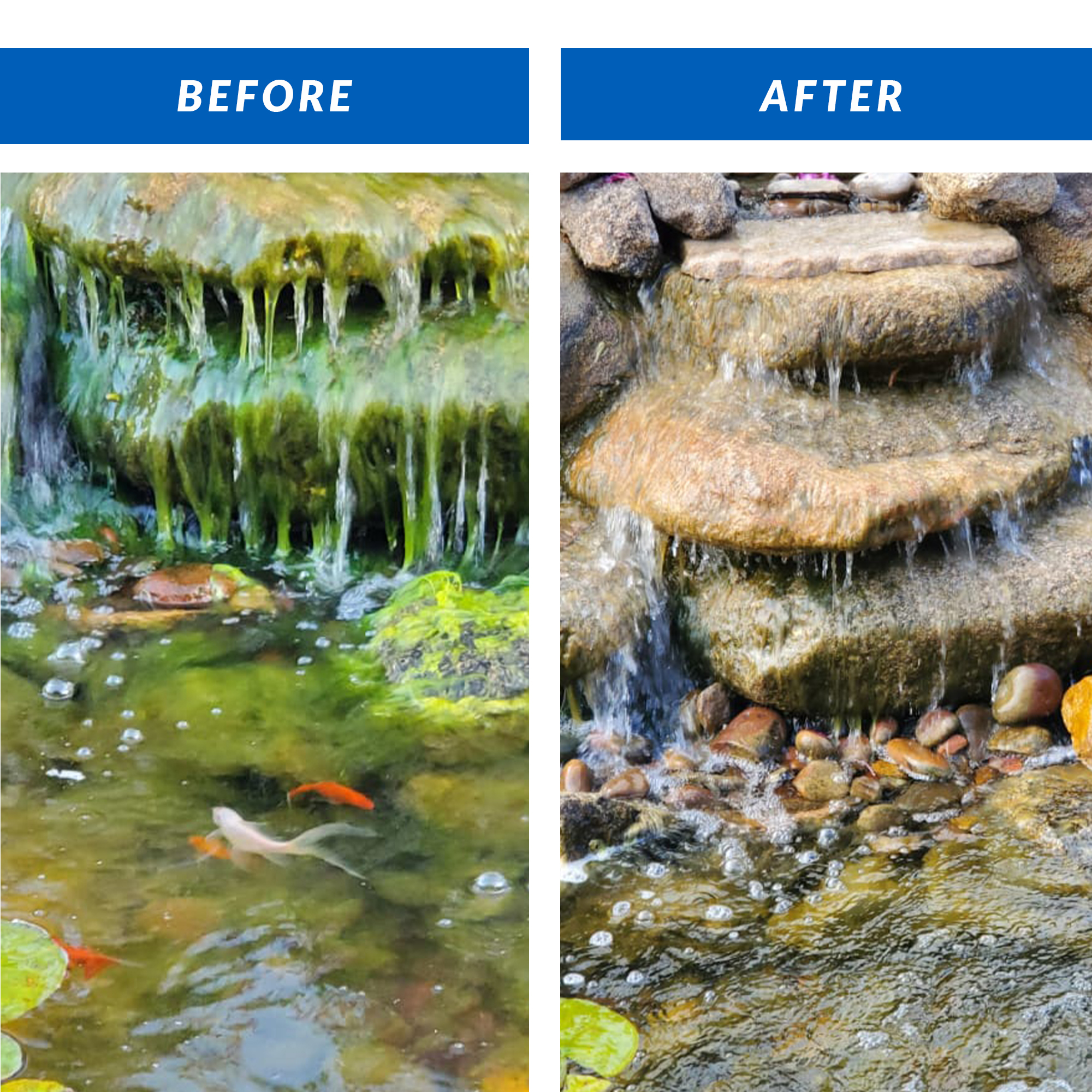 Airmax Ecosystems AMCC073-2G 2.5 gal Crystalclear Algae D- Solve