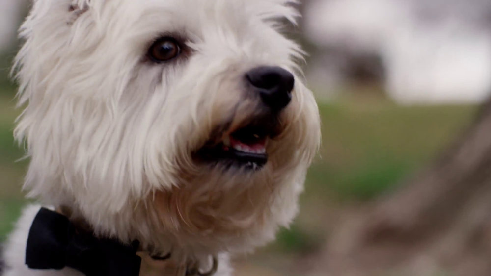 CESAR HOME DELIGHTS & Classic Loaf in Sauce Variety Pack Wet Dog Food. (36 Pack) 3.5 oz. Trays