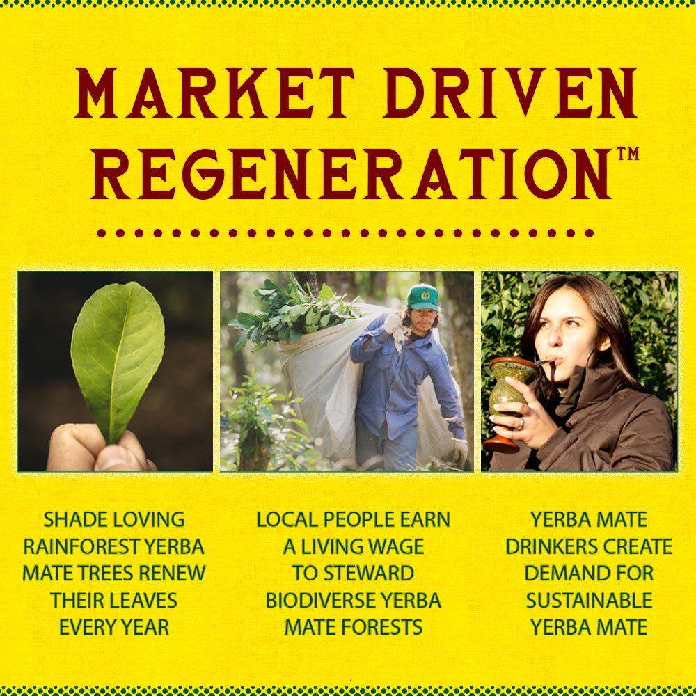 Guayaki Yerba Mate. Organic Sparkling Clean Energy Drink. Classic Gold. 12 Ounce Cans