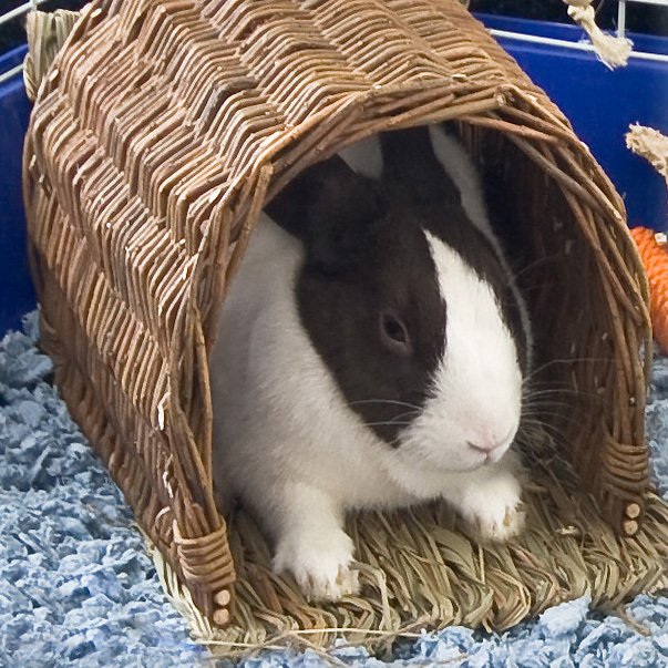 Ware Manufacturing Hand Woven Willow Twig Tunnel Small Pet Hideout. Large