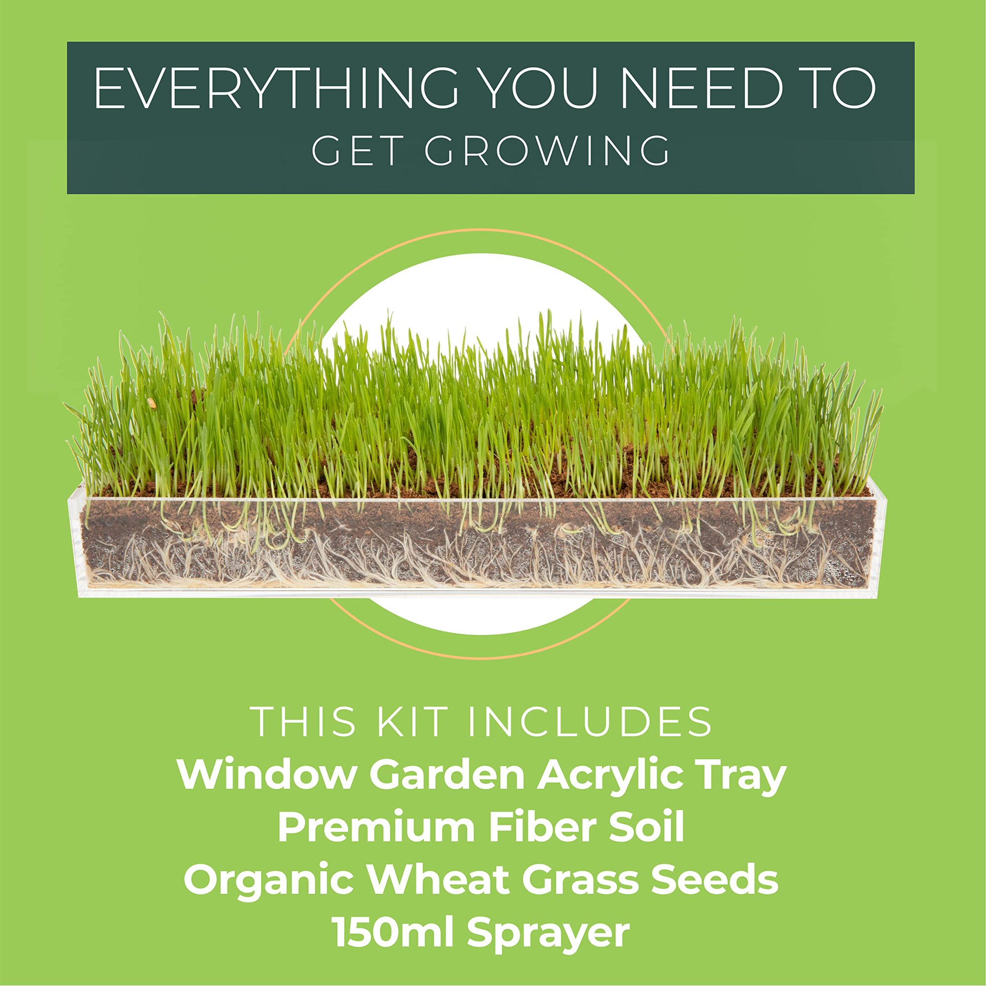 Window Garden Organic Wheatgrass Grow And Serve Kit Plant