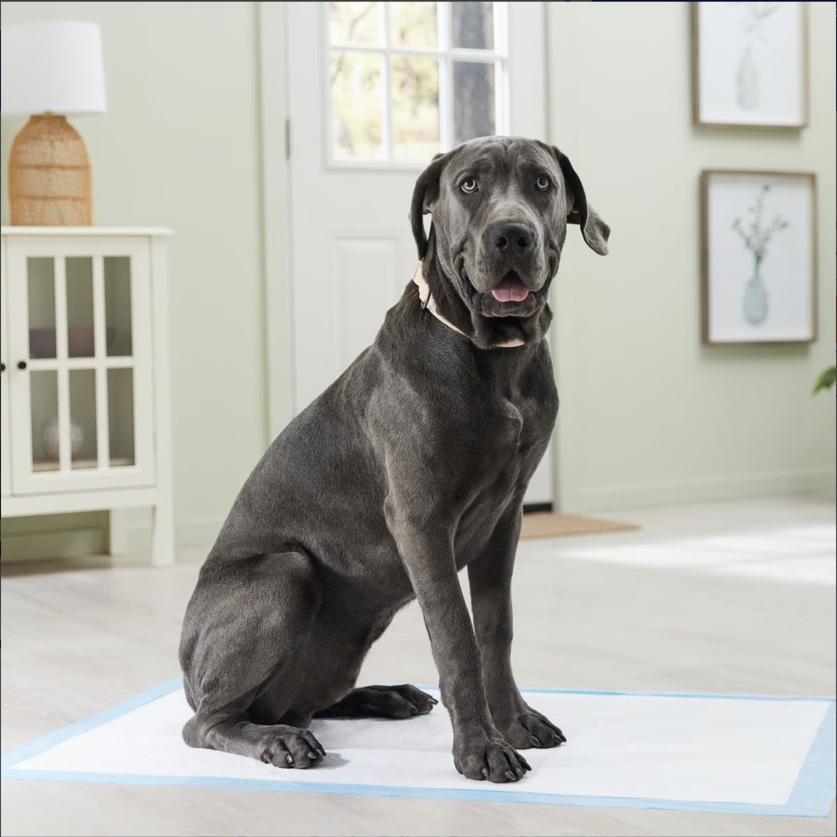 Frisco Giant Dog Training & Potty Pads. 27.5 x 44-in. 100 Counts