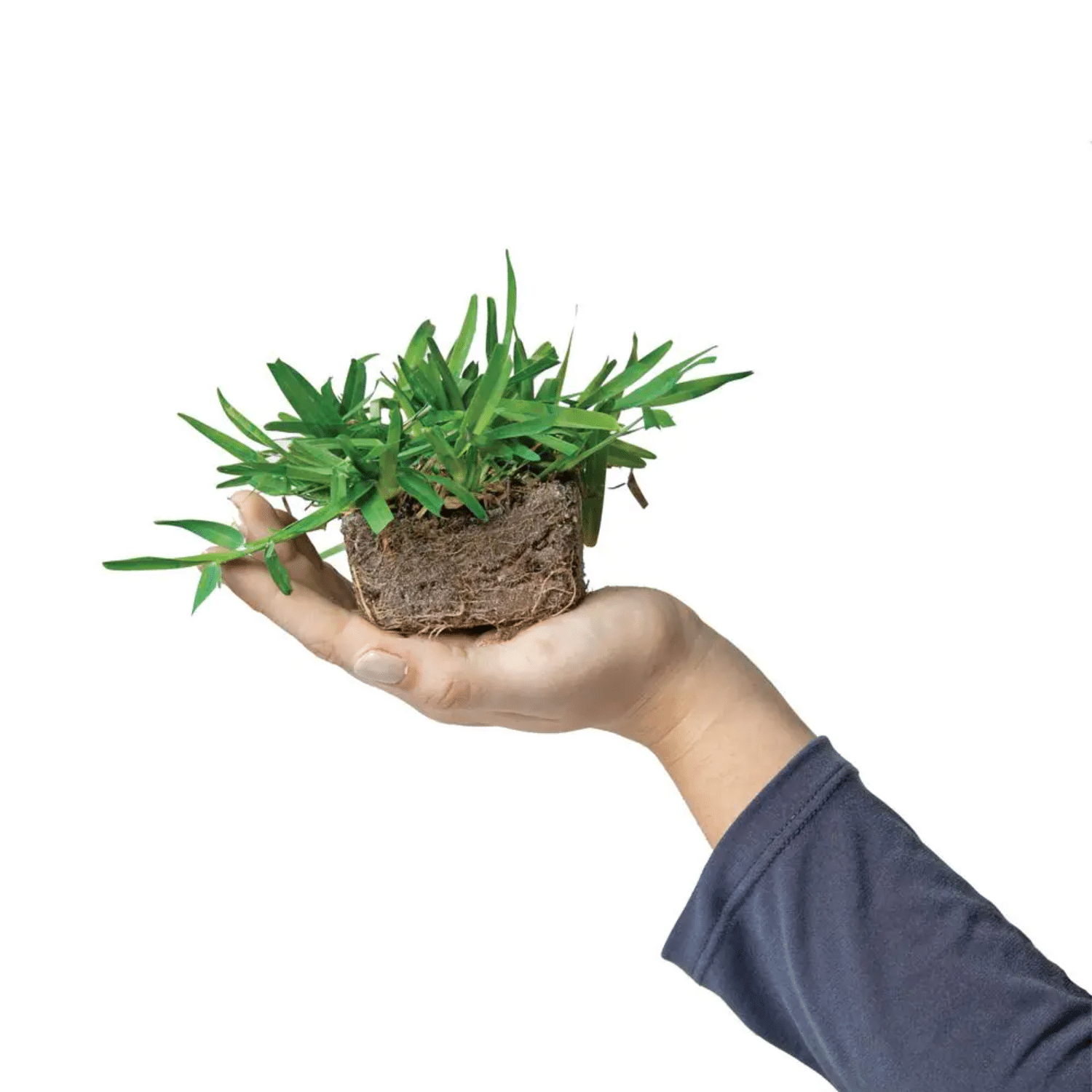 SodPods St Augustine Palmetto Grass Plugs (64-Count) Natural