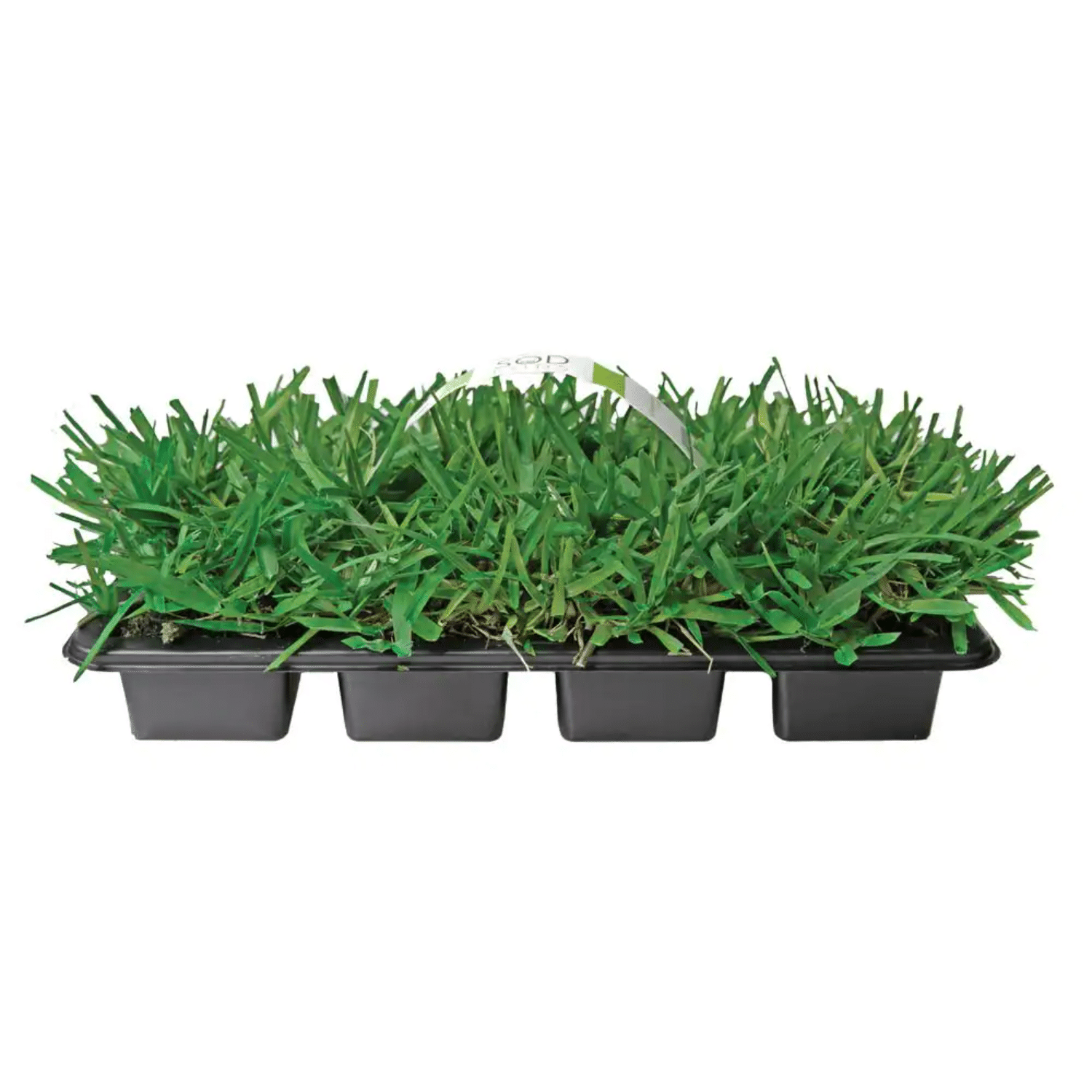 SodPods St Augustine Floratam Grass Plugs (64-Count) Natural